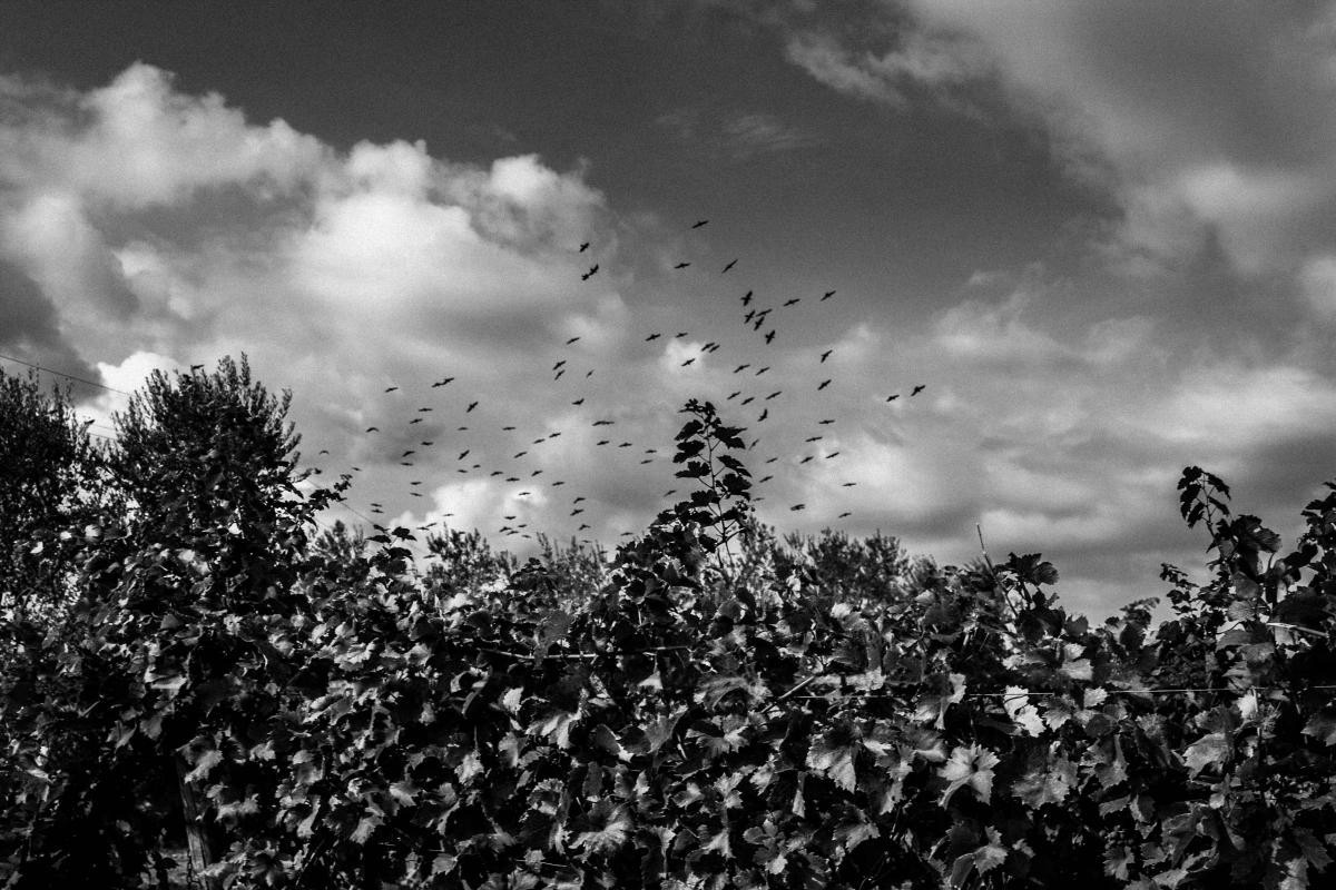 Harvest_Apulian_Wines-2